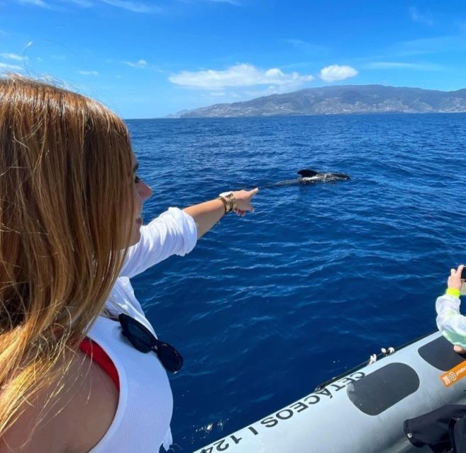 From Funchal: Whale and Dolphin Watching - The On-Water Timing: 2 Hours at Sea, Plus a Real Shot at Swimming