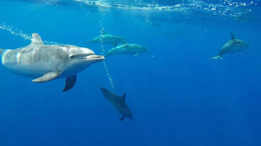 From Funchal: Whale and Dolphin Watching - Gear Checklist: What to Bring for Wind, Sun, and Spray