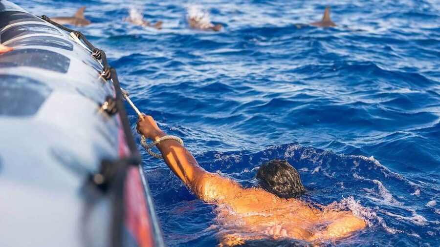 From Funchal: Whale and Dolphin Watching - Who This Tour Fits Best (And Who Might Want to Reconsider)