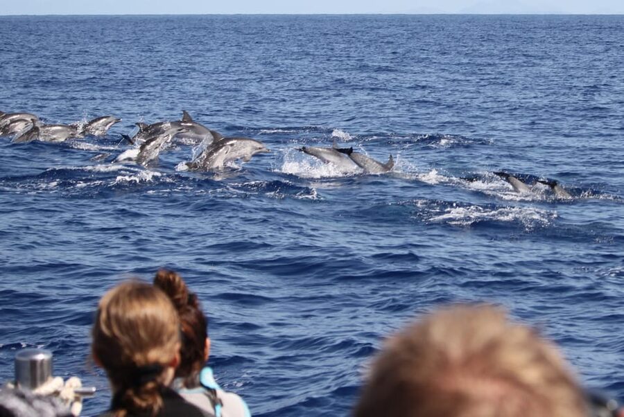 From Funchal: Whales and Dolphin Adventure Tour - The Snorkel Gear: What It Does and What It Does Not