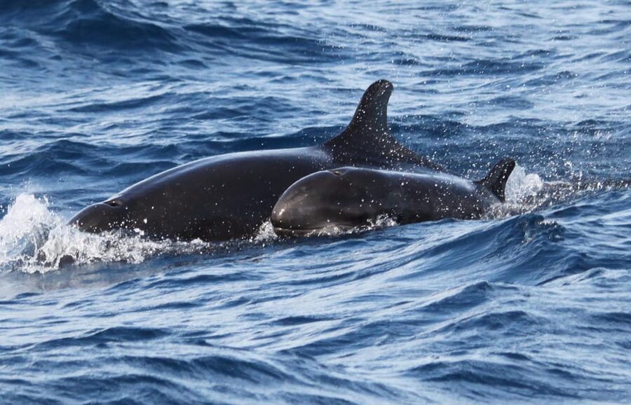 From Funchal: Whales and Dolphin Adventure Tour - Price and Value: Why $58 Feels Reasonable Here