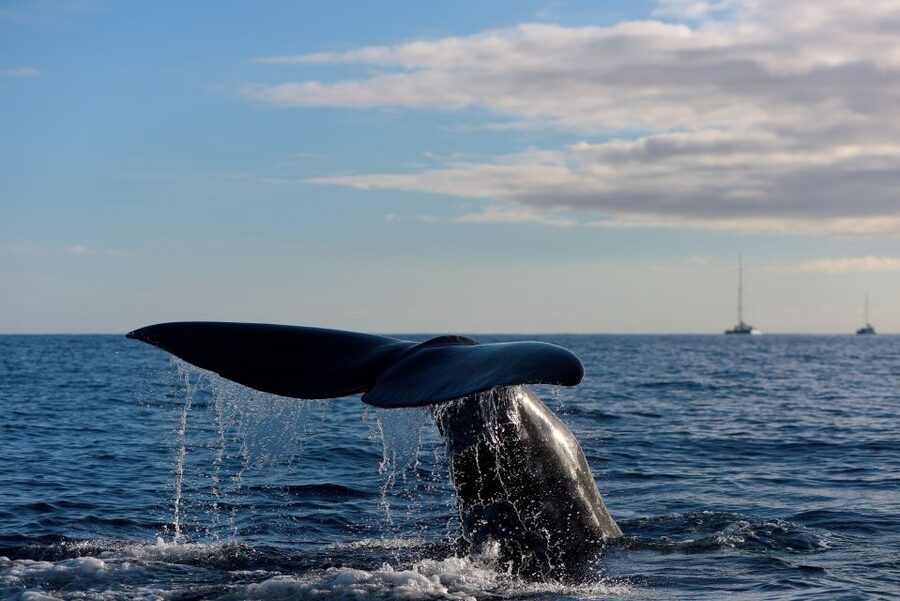 From Machico: Madeira Whale and Dolphin Watching Boat Tour - Key reasons this Machico tour is a smart pick