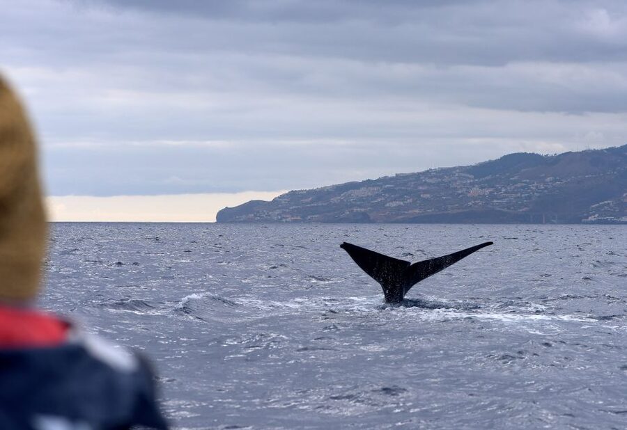 From Machico: Madeira Whale and Dolphin Watching Boat Tour - Getting to Scorpio Madeira and the blue kiosk in Machico