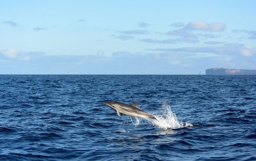 From Machico: Madeira Whale and Dolphin Watching Boat Tour - The boat ride: what you’re really doing for 2 to 2.5 hours