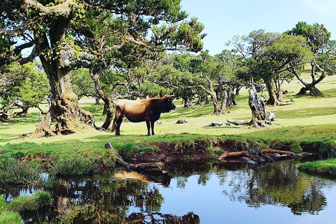 Full Day Jeep Safari Tour to Porto Moniz and Cabo Girão - Price, Comfort, and the Real Value of This Jeep Safari