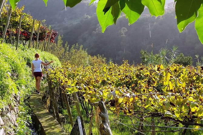 Full-Day Madeira Wine Tasting Tour with Lunch - São Vicente: northern coast time for wine culture and dramatic scenery