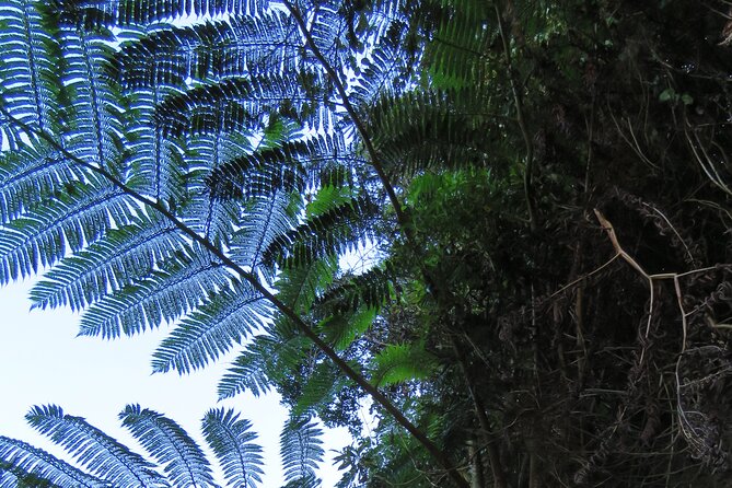 Full Day Private 4x4 Adventure in Madeira - Jardim da Serra, Canhas, and wine-country time you can keep simple