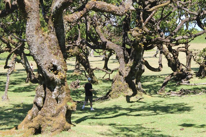 Full-Day Small Group Jeep Safari Tour from Funchal - Who this tour is best for