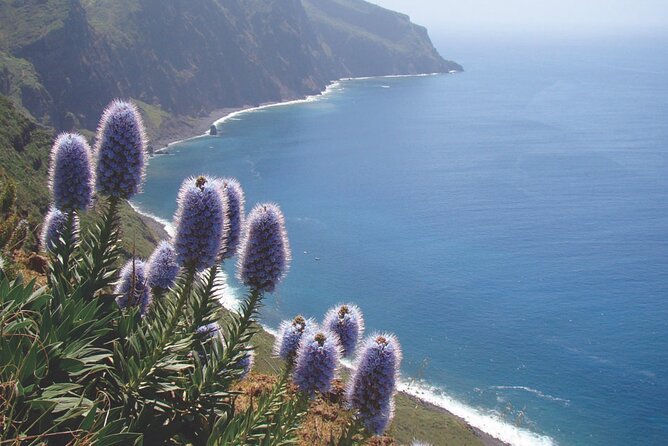 Full Day Tour of the West Zone of Madeira - Câmara de Lobos Fishing Boats and Poncha Stop