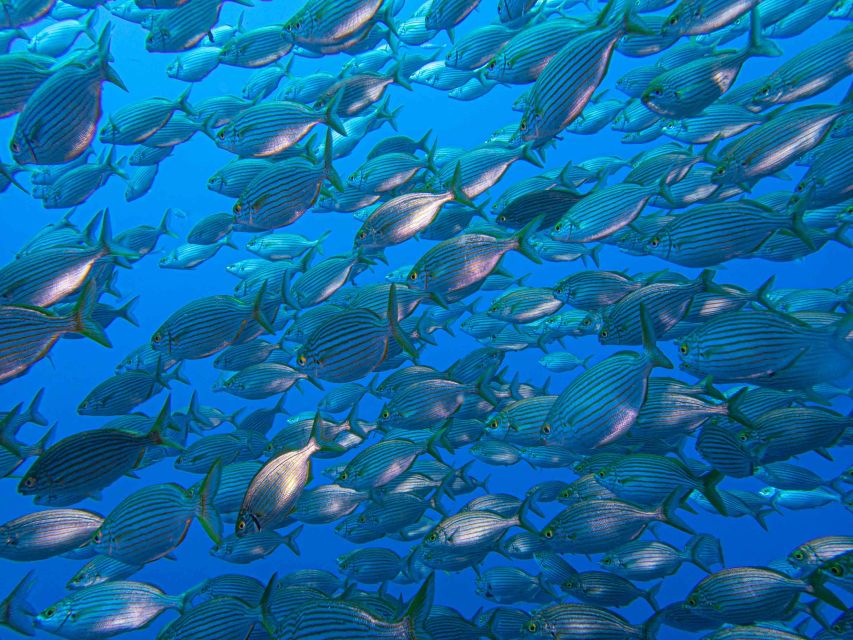 Funchal: Advanced Scuba Diving Afonso Cerqueira Wreck - Cabo Girão area timing: why the session can feel short