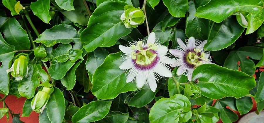 Funchal Agriculture Green Tour - What I think makes the value work for $100