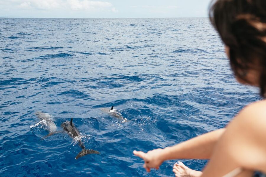 Funchal Bay: Dolphin & Whale Watch Luxury Catamaran Cruise - Should you book this Atlantic Pearl dolphin and whale cruise?
