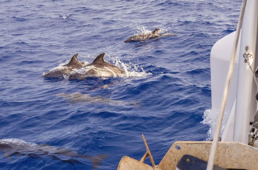 Funchal Bay: Dolphin & Whale Watch Luxury Catamaran Cruise - Price and value: what $47 really buys you