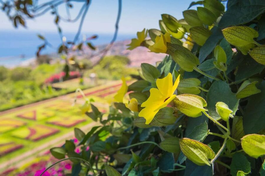 Funchal: Botanical Garden and Old Town Private Tuk-Tuk Tour - Should you book this Funchal Botanical Garden and Old Town tuk-tuk tour?