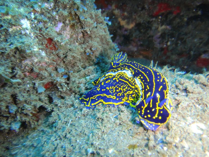 Funchal: Certified Scuba Diving, Guided Tour - What you might see in Madeira’s shore spot: fish schools, surprises, and calm conditions