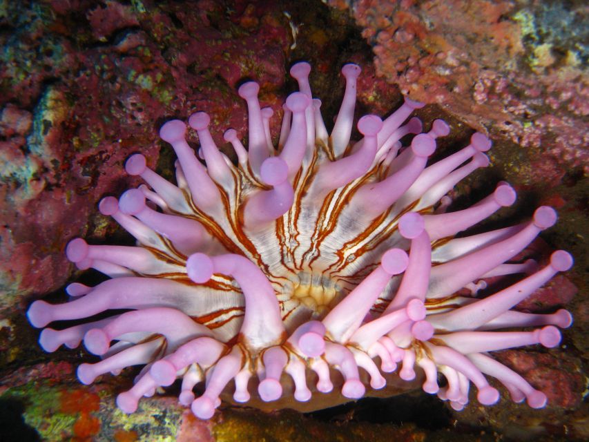 Funchal: Certified Scuba Diving, Guided Tour - Getting warm after: changing room, hot shower, and leaving happy