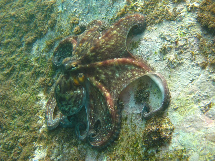Funchal: Certified Scuba Diving, Guided Tour - Price and value: what $33 gets you (and what you handle yourself)