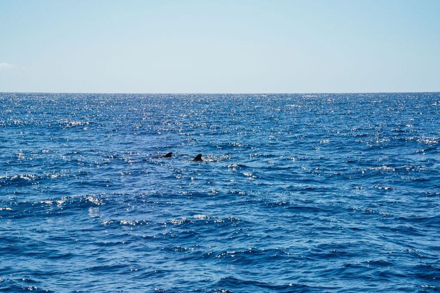 Funchal: Dolphin and Whale Watching by Luxury Catamaran - Cabo Girão, Funchal Bay, and Why This Catamaran Route Works