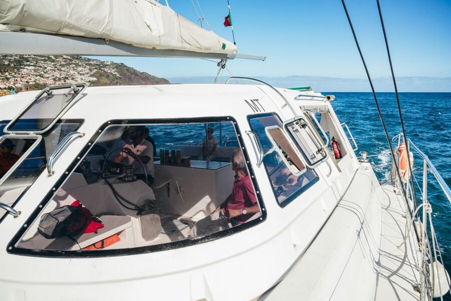 Funchal: Dolphin and Whale Watching by Luxury Catamaran - What You’re Really Looking For: Dolphins, Whales, Turtles, and Sea Birds