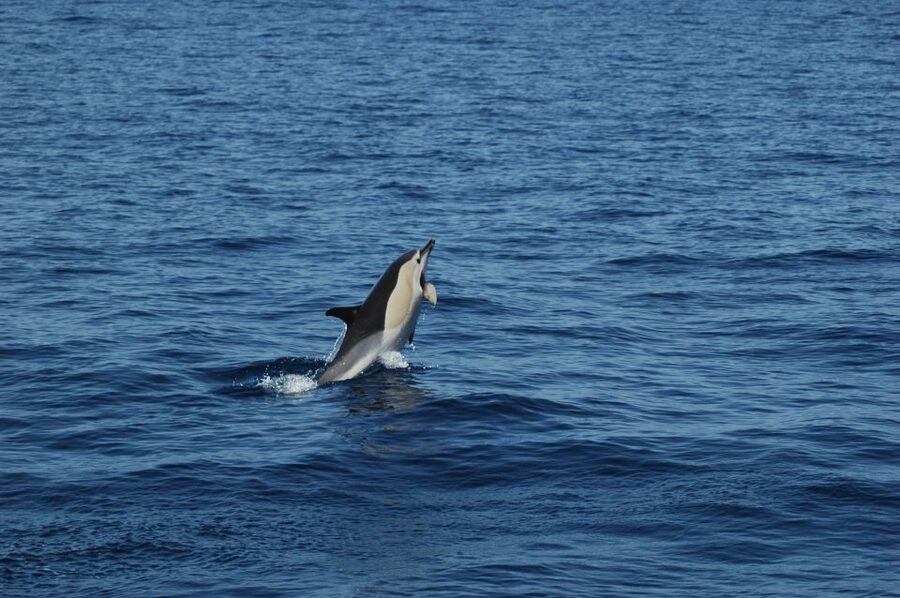 Funchal: Dolphin and Whale Watching Catamaran Cruise - Key things to know before you go