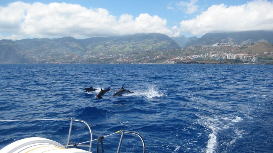 Funchal: Dolphin and Whale Watching Catamaran Cruise - The real draw here is marine life from a stable catamaran
