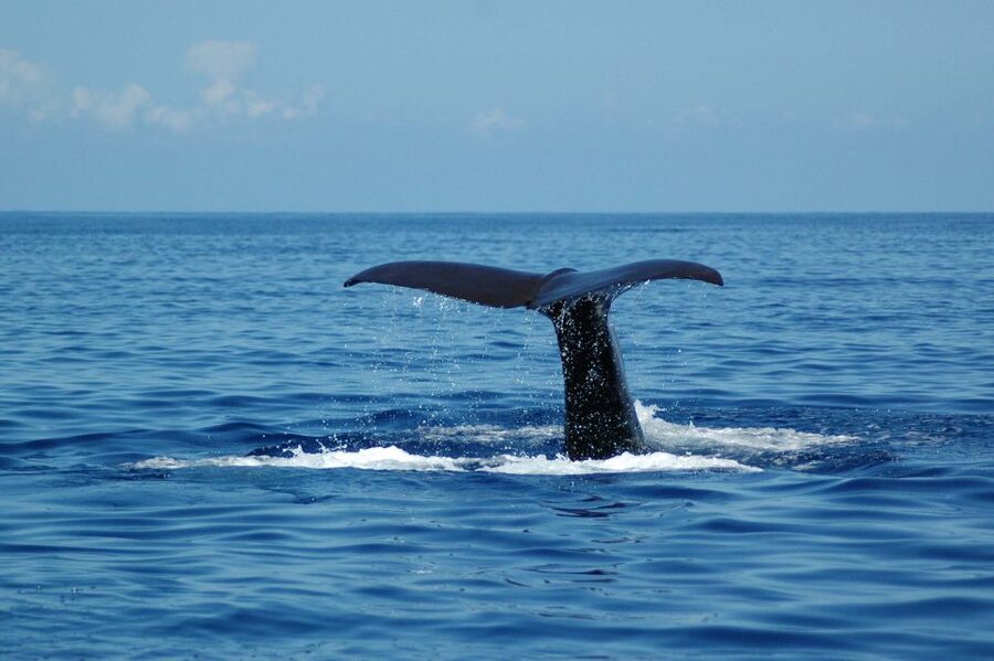 Funchal: Dolphin and Whale Watching Catamaran Cruise - What you might see: dolphins, pilot whales, sperm whales, turtles, and more