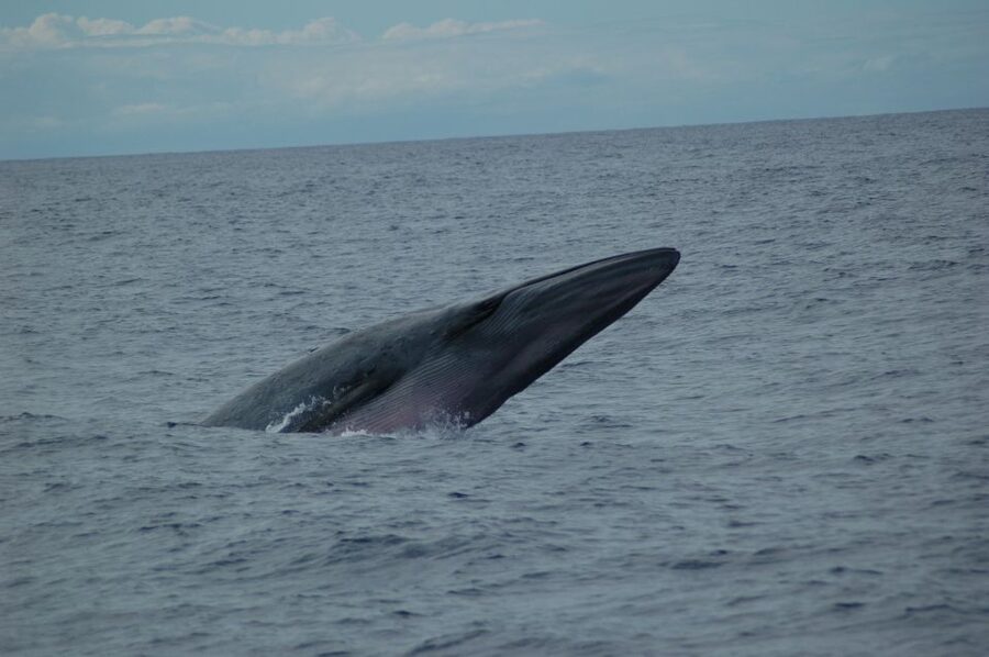 Funchal: Dolphin and Whale Watching Catamaran Cruise - Funchal Marina check-in, and how not to miss your boat
