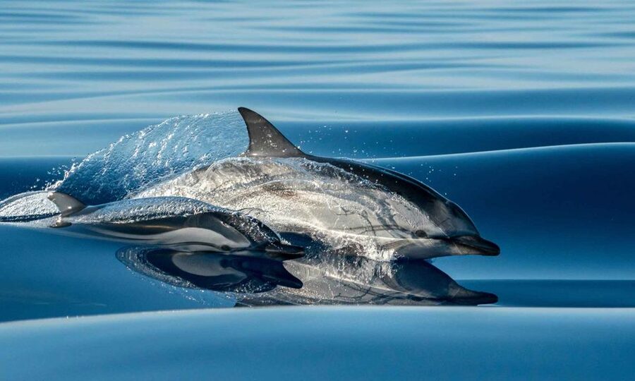 Funchal: Dolphin and Whale Watching Cruise - Key Things I Think You’ll Appreciate