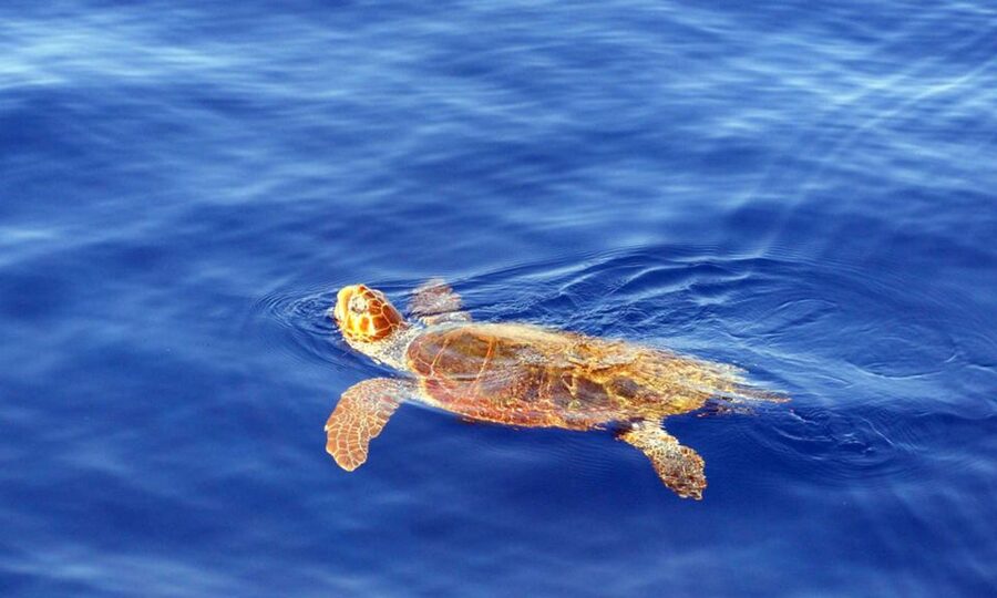 Funchal: Dolphin and Whale Watching Cruise - Final Call: Should You Book This Dolphin and Whale Cruise?