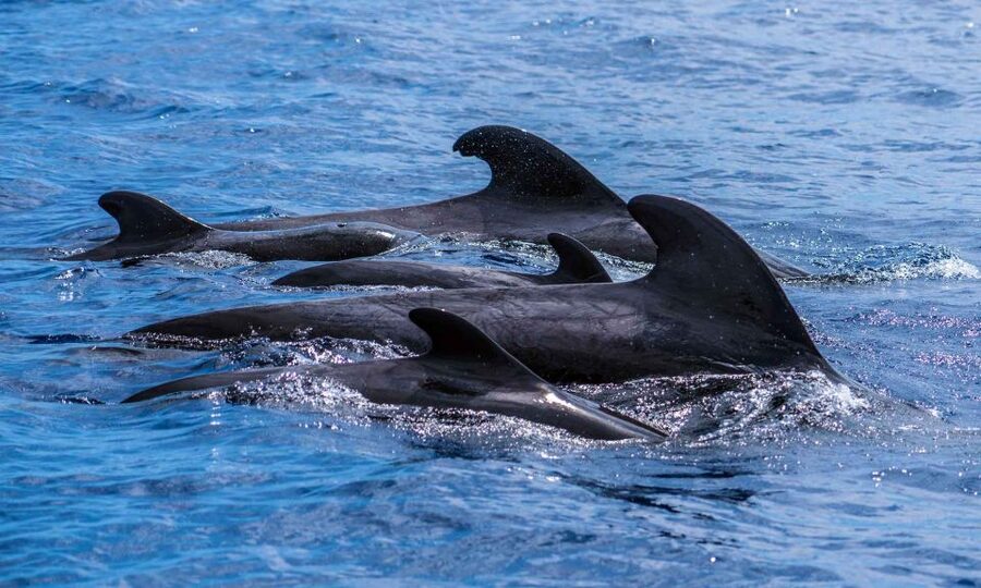 Funchal: Dolphin and Whale Watching Cruise - What You Might See Off Madeira: Dolphins, Whales, Turtles, and Birds