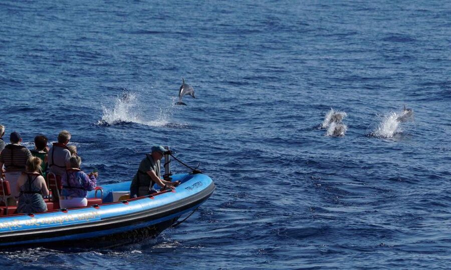 Funchal: Dolphin and Whale Watching Cruise - The Stops and the Tempo: What “2 Hours” Actually Feels Like