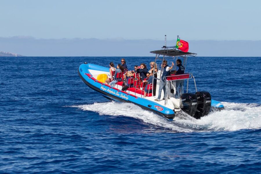 Funchal: Dolphin and Whale Watching Cruise - Comfort, Safety, and the Wet-Feet Factor
