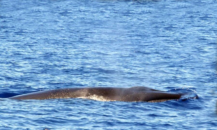 Funchal: Dolphin and Whale Watching Cruise - Value in Funchal: Is $58 Worth It?
