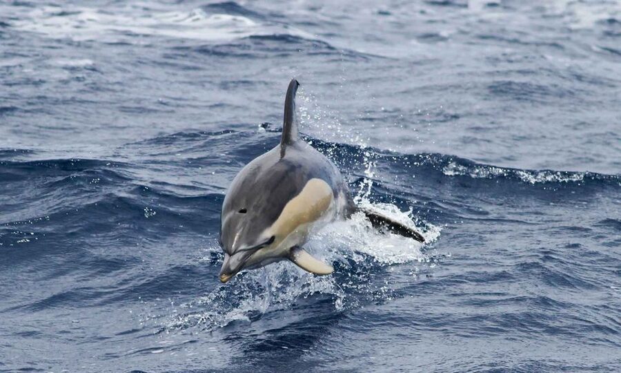 Funchal: Dolphin and Whale Watching Cruise - Who This Cruise Fits Best