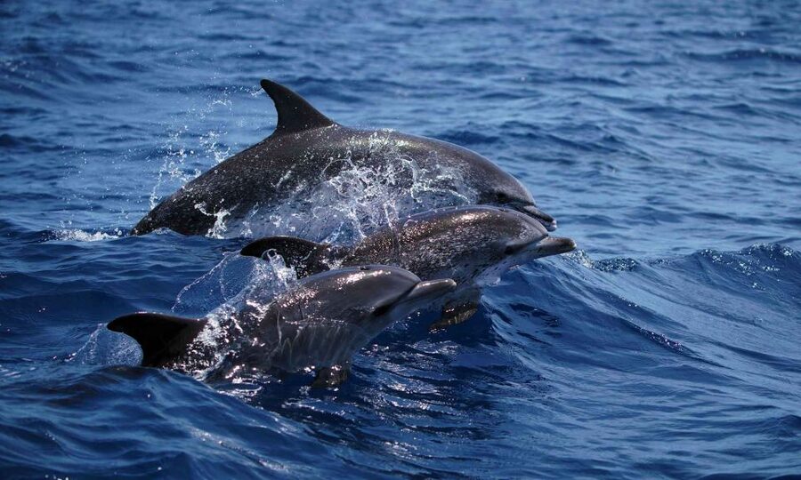 Funchal: Dolphin and Whale Watching Cruise - The Sea Safari Experience: Fast Offshore Searching (Without the Big-Ship Feel)