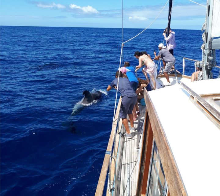 Funchal: Dolphin and Whale Watching Sailing Trip - On Board: Drinks, Crew Energy, and Why the Boat Size Matters