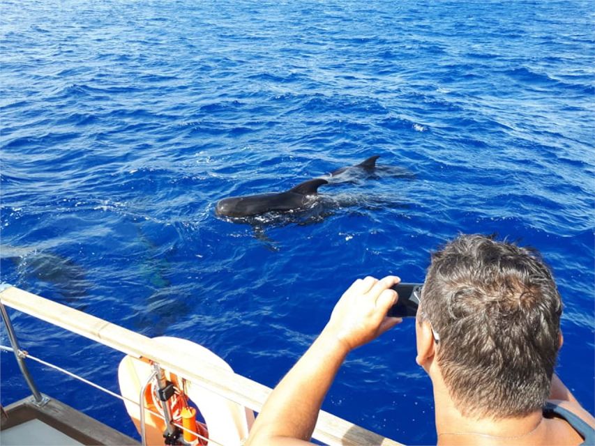 Funchal: Dolphin and Whale Watching Sailing Trip - Price and Value: What You Get for About $47