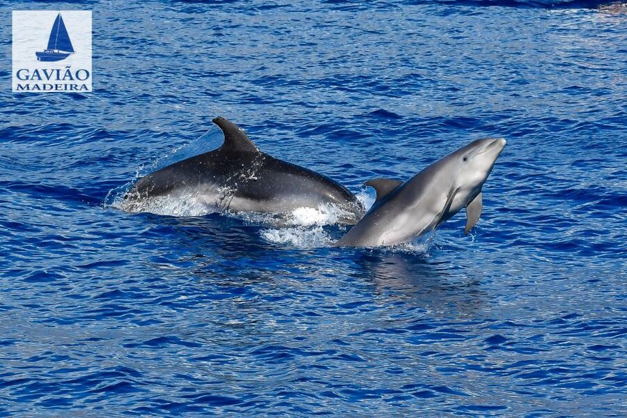 Funchal: Dolphin and Whale Watching Sailing Trip - Who This Trip Fits Best (and Who Might Want a Different Day at Sea)