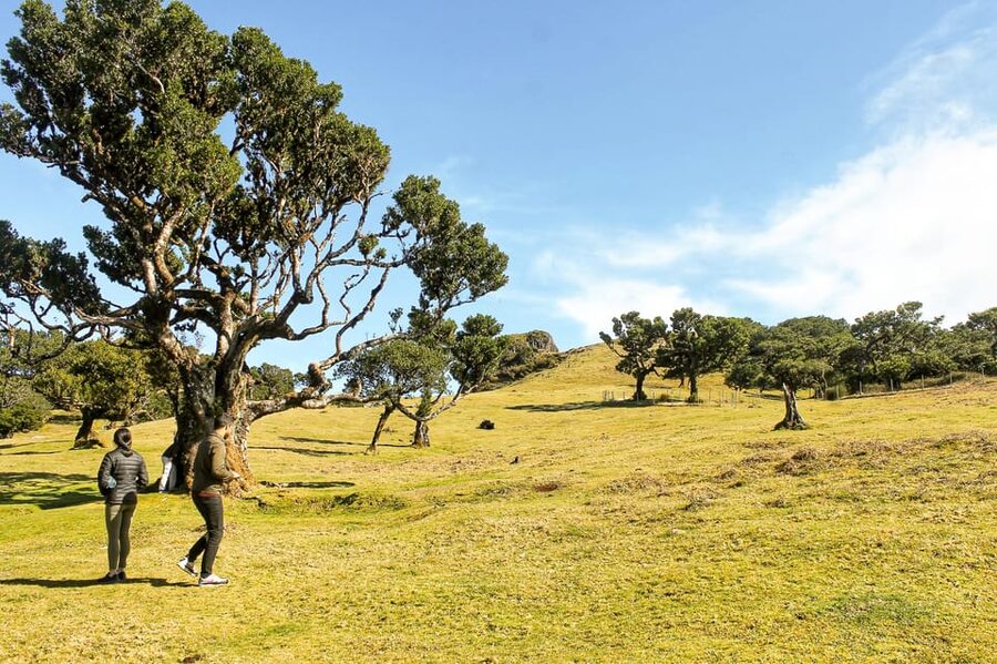 Funchal: Enchanted Terraces, Porto do Moniz & Fanal 4WD Tour - Key Points That Make This Tour Worth Your Time