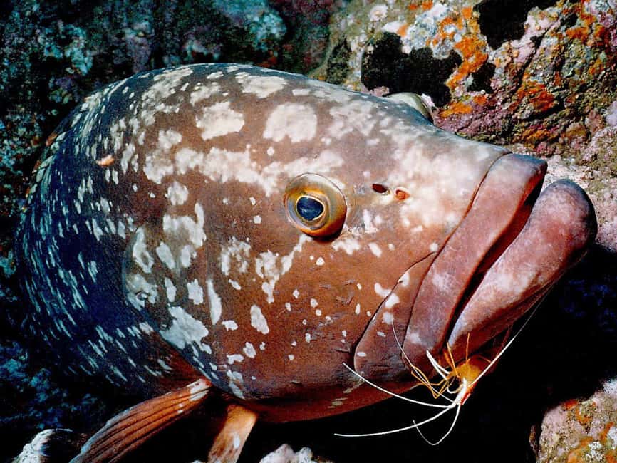 Funchal: Garajau national park - certified divers - Key highlights at a glance
