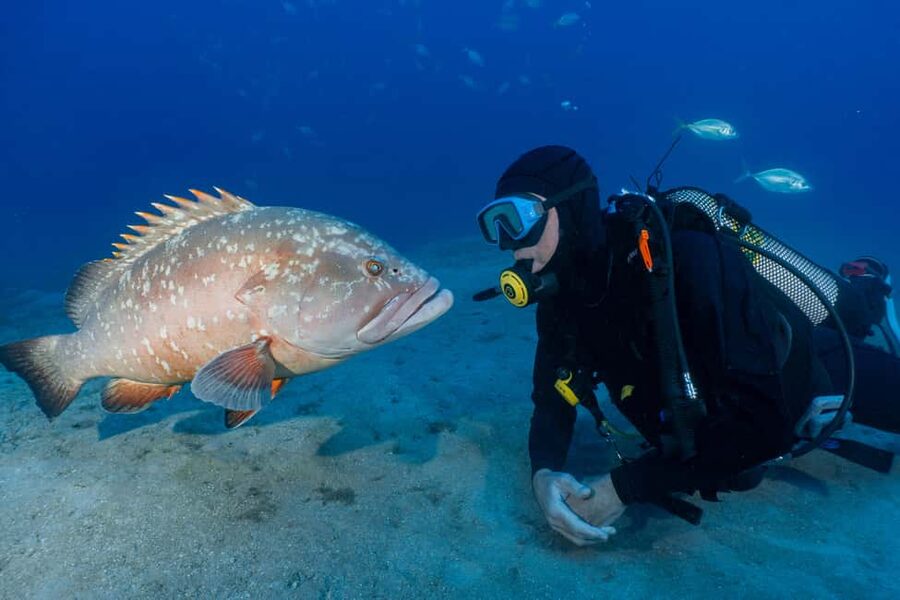 Funchal: Garajau national park - certified divers - Garajau National Park near Funchal, why this spot feels special