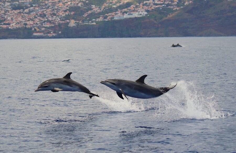 Funchal: Guarantee Wild Dolphin&Whale Watching by RIB - Who should book, and who might prefer something else