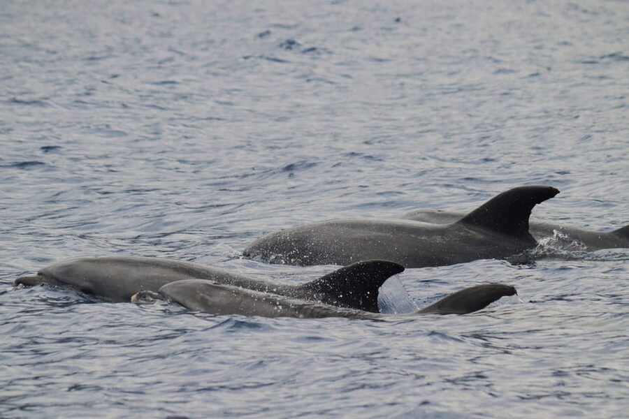 Funchal: Guarantee Wild Dolphin&Whale Watching by RIB - Small-group RIB watching is the whole point