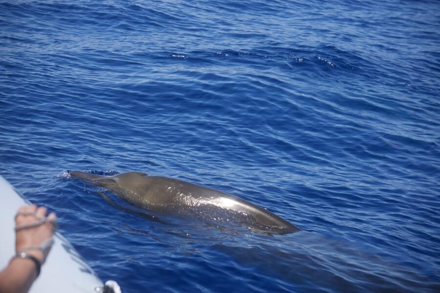 Funchal: Guarantee Wild Dolphin&Whale Watching by RIB - 2 hours of searching: patience, luck, and a 99% yearly average
