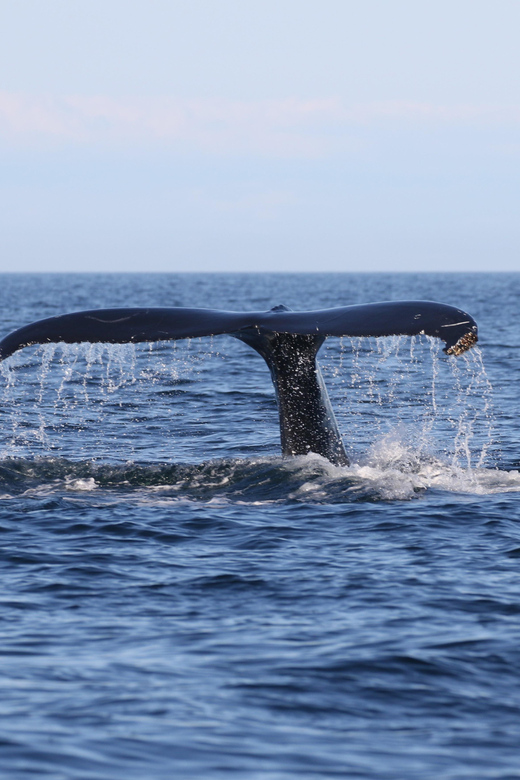 Funchal: Guarantee Wild Dolphin&Whale Watching by RIB - Cruising past Madeira’s coastline, then Cabo Girao for the views