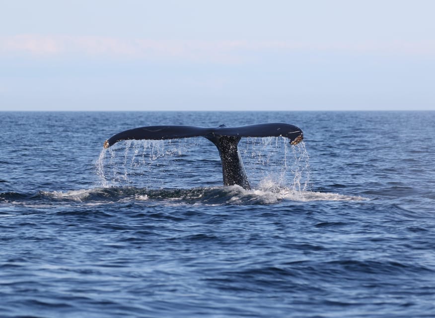 Funchal: Guarantee Wild Dolphin&Whale Watching by RIB - Dolphins, whales, and turtles, with rules that protect the animals