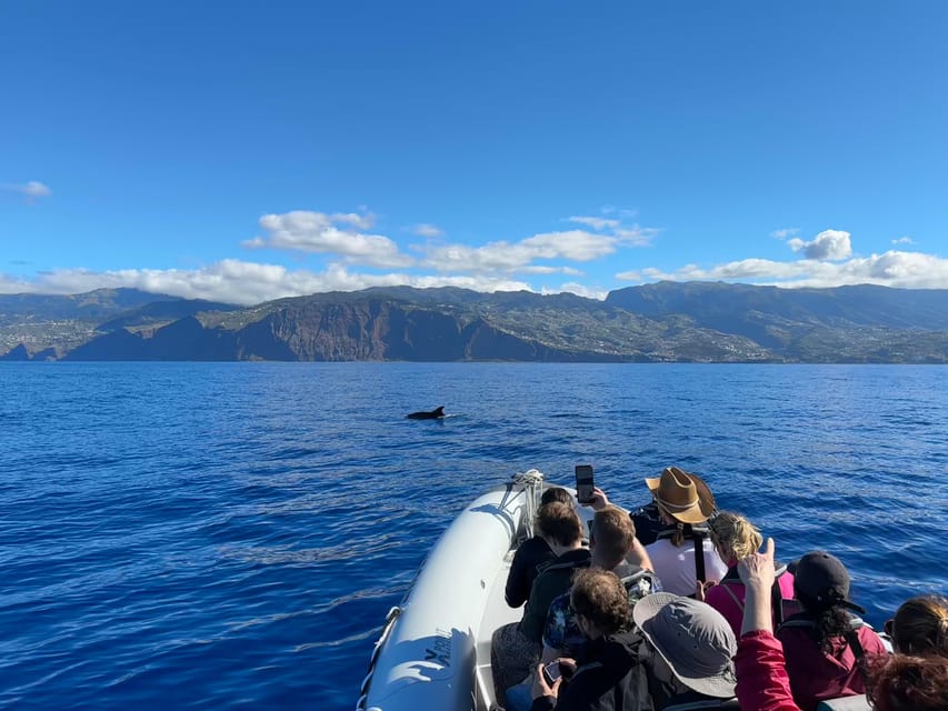 Funchal: Guarantee Wild Dolphin&Whale Watching by RIB - Motion, wind, and sea-sickness tips that actually help