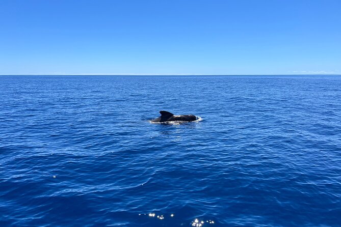 Funchal Half and Full Day Private Sailboat Tour - What to Pack for a Half-Day or Full-Day Sail