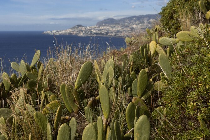 Funchal highlights 5h Private Tour in Madeira - Câmara de Lobos, fishing village charm and the Churchill connection
