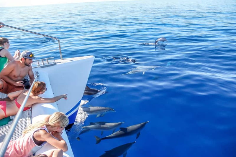 Funchal:Hop-on Hop-off Bus & Whale & Dolphin boat Excursion - Câmara de Lobos: the Madeira town that rewards a side-trip